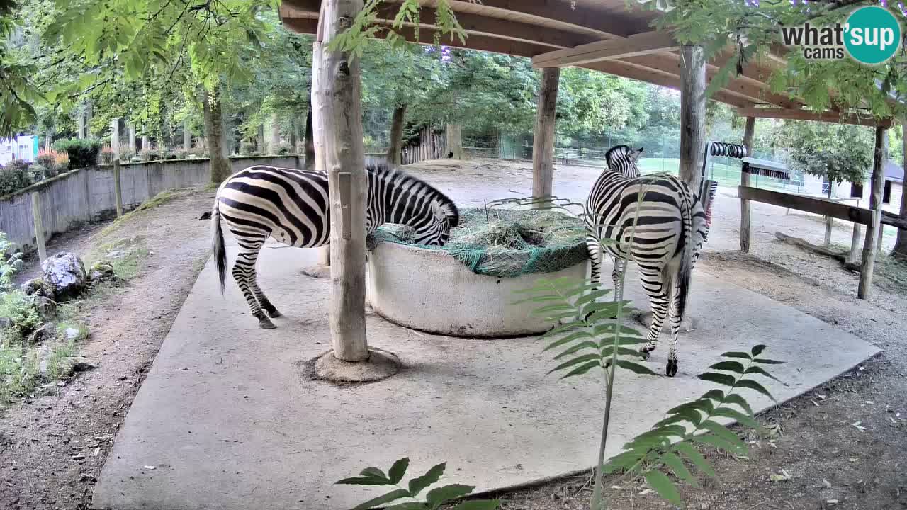 Live webcam Les zèbres in Ljubljana ZOO – Slovénie