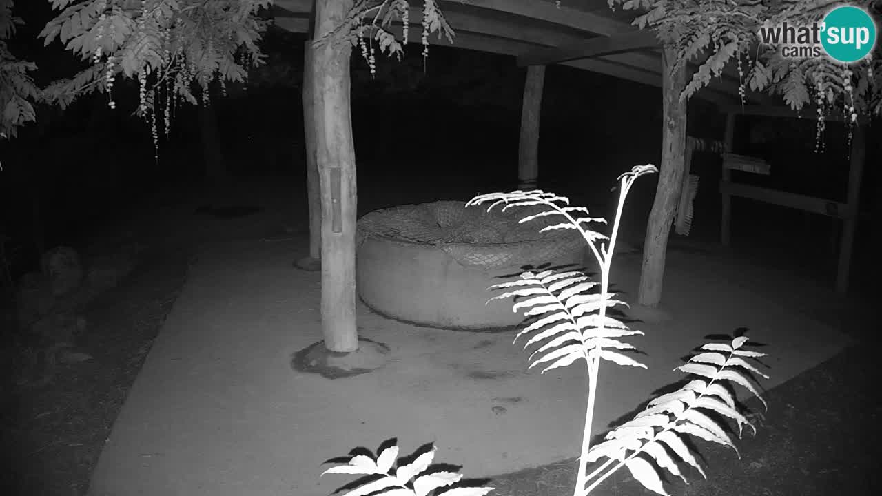 Le Zebre nello ZOO di Ljubljana – Slovenia Live webcam