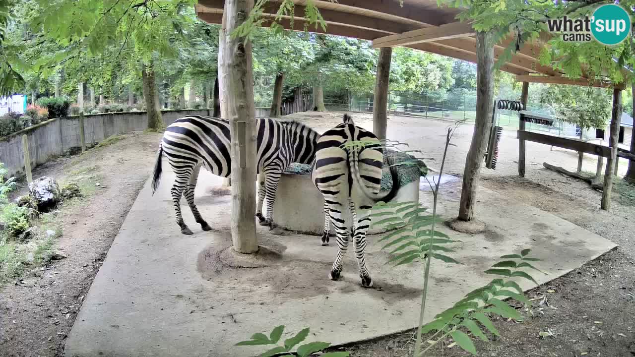 Live webcam Zebras in Ljubljana ZOO – Slovenia