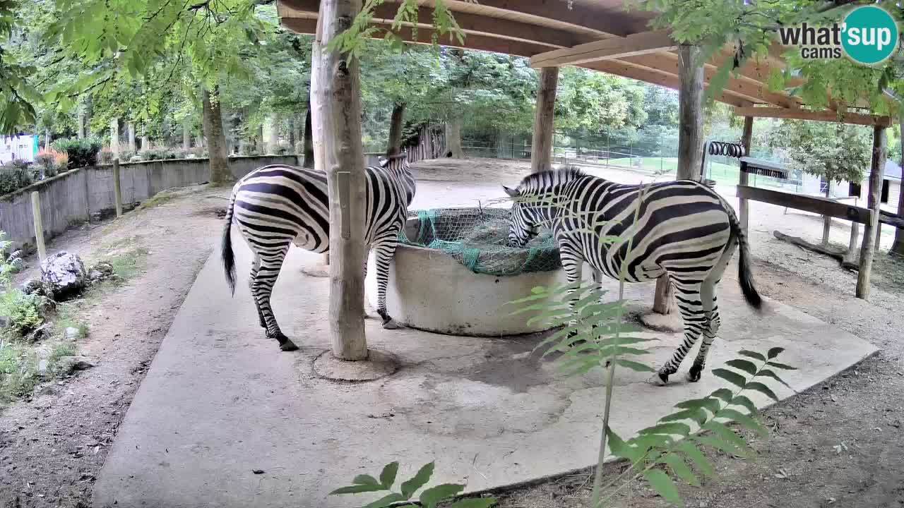 Live webcam Les zèbres in Ljubljana ZOO – Slovénie