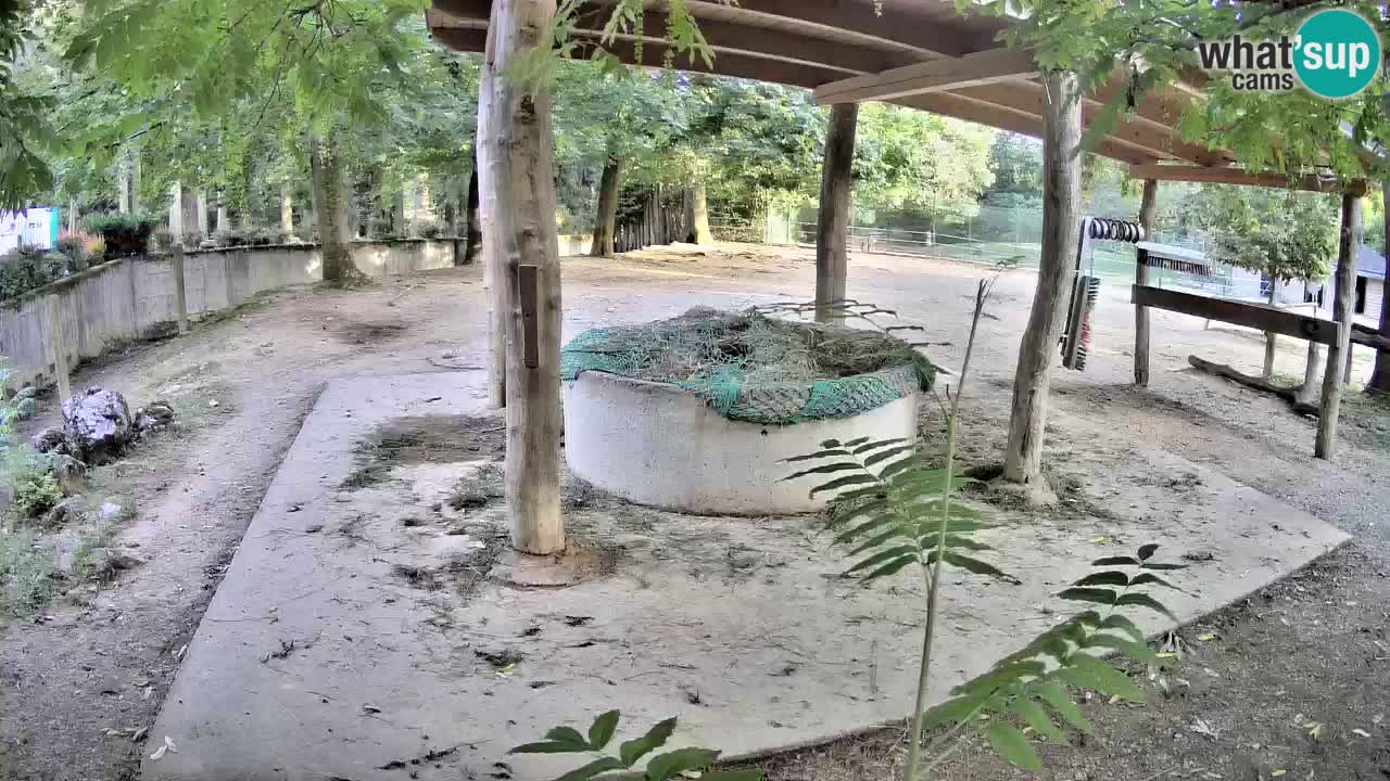 Live Webcam Zebras in Ljubljana ZOO – Slowenien