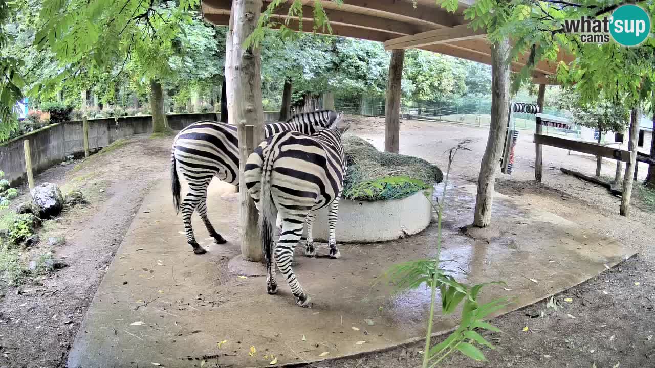 Web kamera uživo Zebras u ZOO Ljubljana – Slovenija