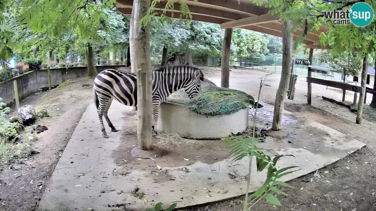 Live webcam Zebras in Ljubljana ZOO – Slovenia