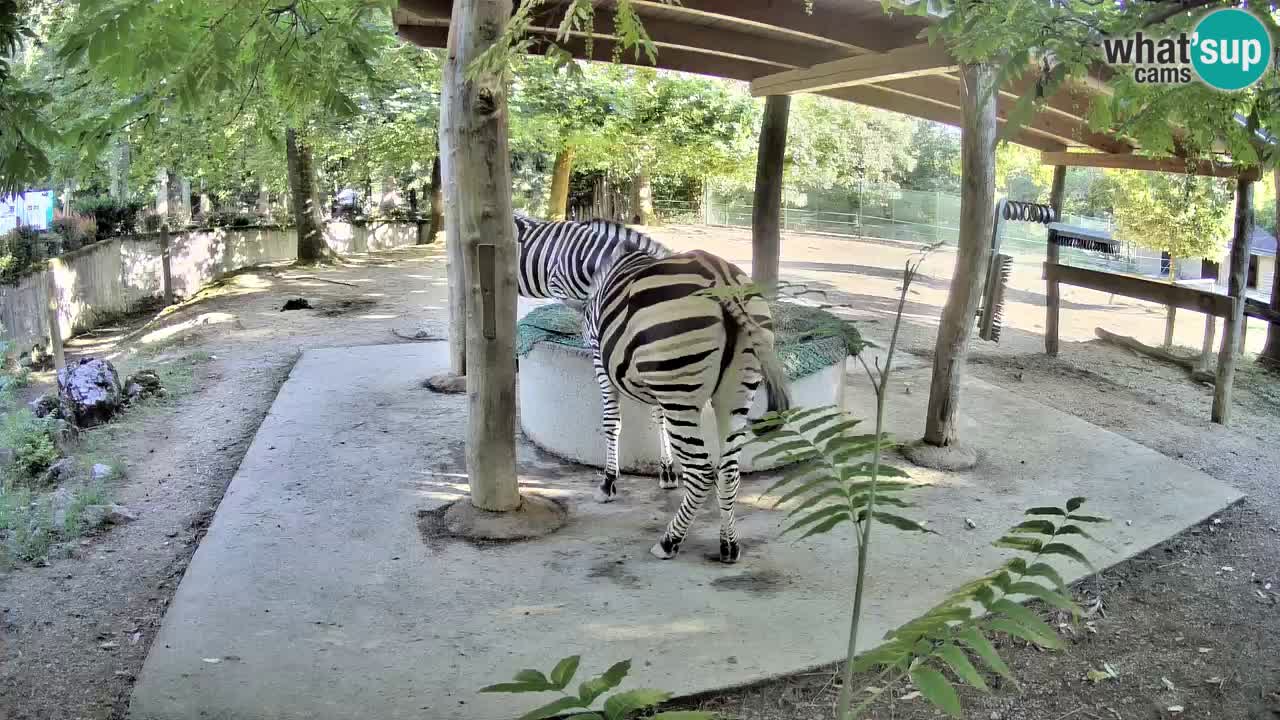 Live Webcam Zebras in Ljubljana ZOO – Slowenien
