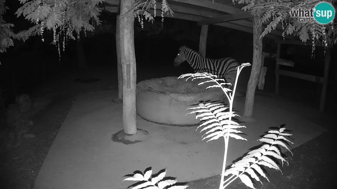 Live Webcam Zebras in Ljubljana ZOO – Slowenien