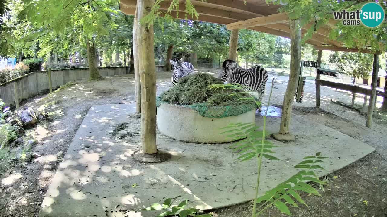 Live webcam Les zèbres in Ljubljana ZOO – Slovénie