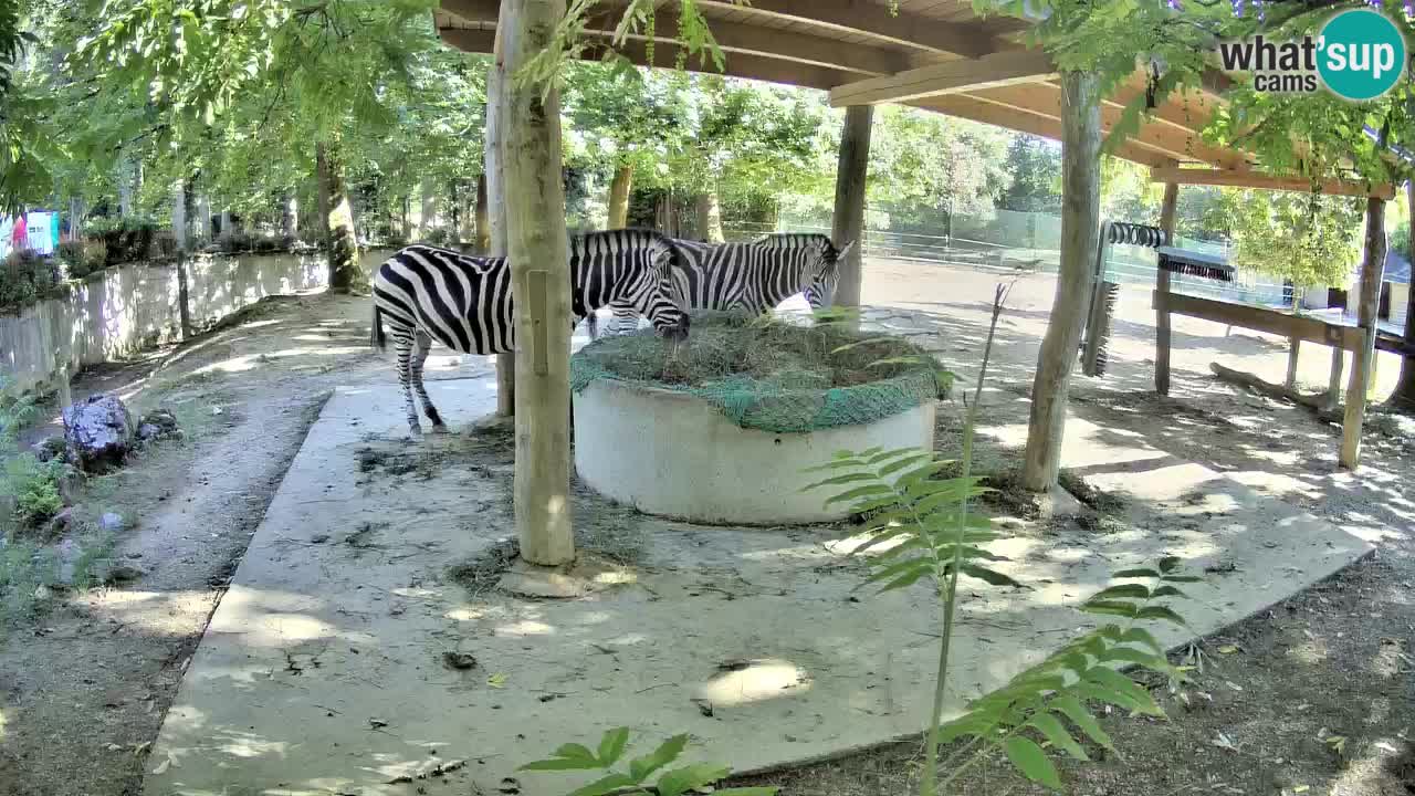 Live Webcam Zebras in Ljubljana ZOO – Slowenien
