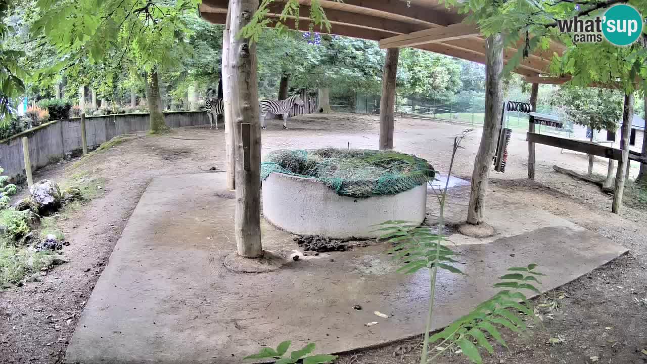 Live webcam Les zèbres in Ljubljana ZOO – Slovénie