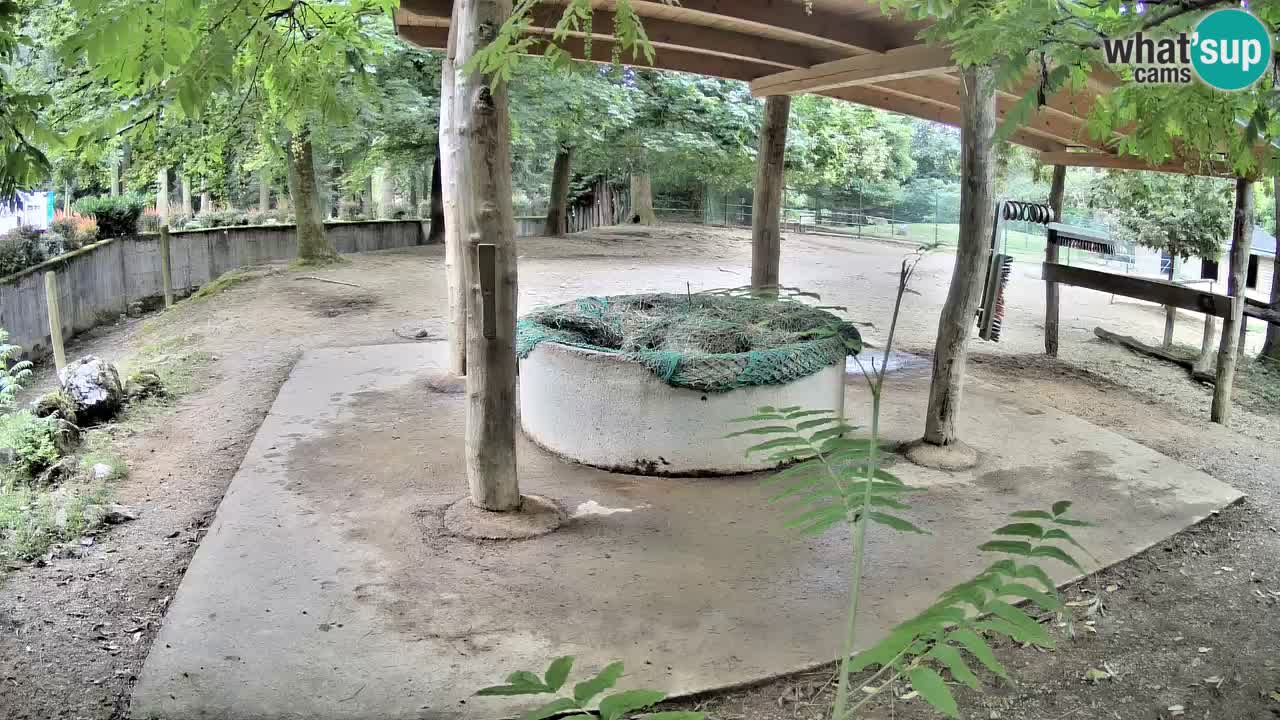 Live webcam Zebras in Ljubljana ZOO – Slovenia
