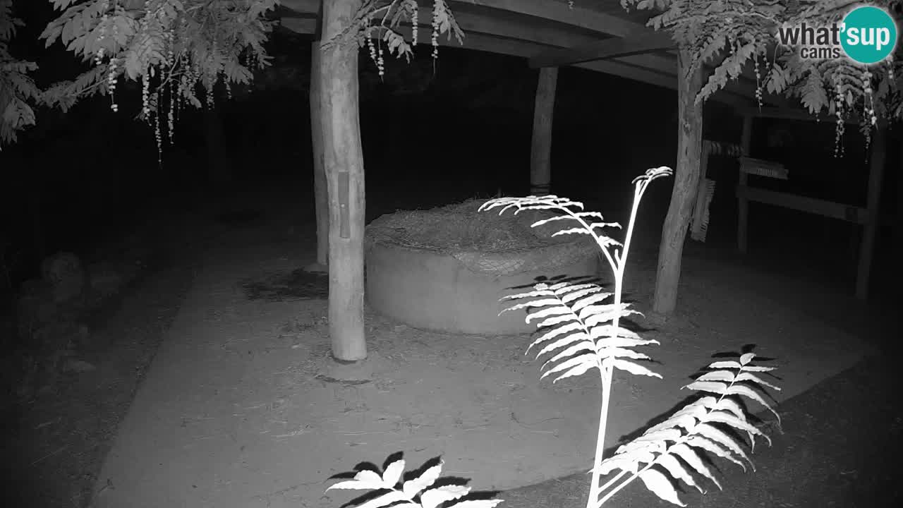 Live webcam Les zèbres in Ljubljana ZOO – Slovénie
