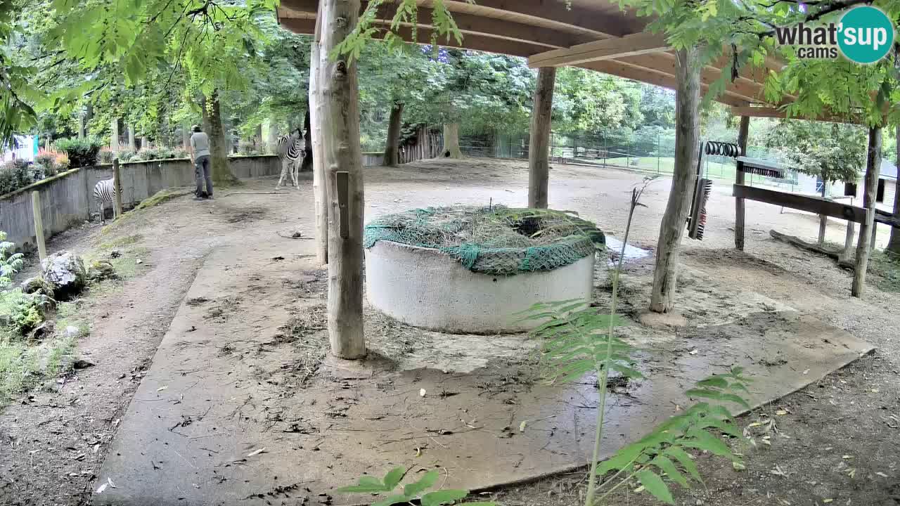 Zebre v živo v živalskem vrtu Ljubljana ZOO spletne kamere