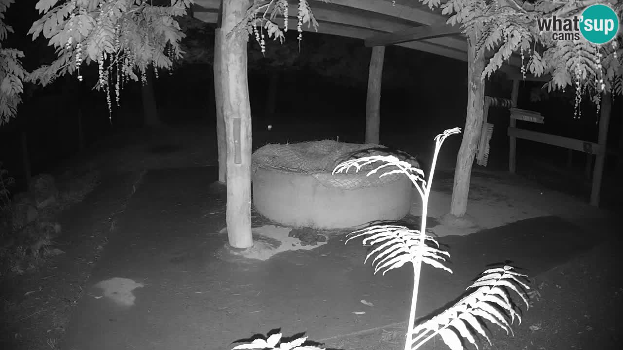 Live webcam Les zèbres in Ljubljana ZOO – Slovénie