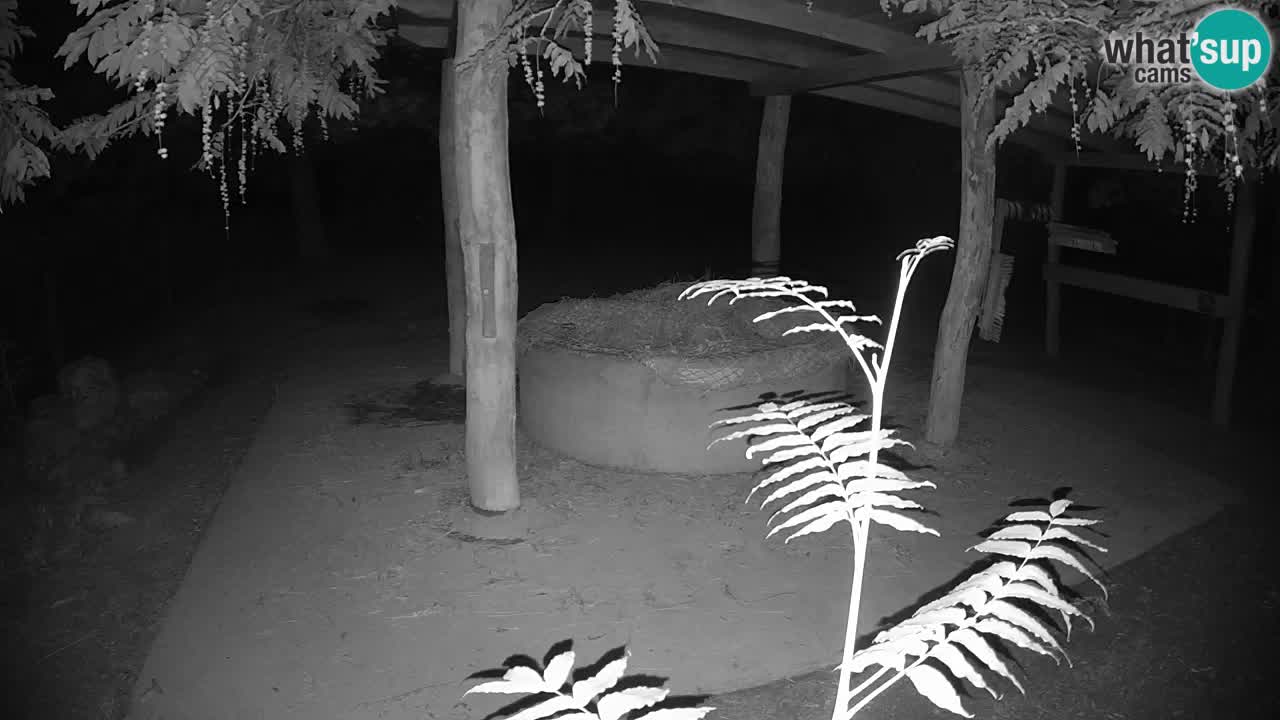 Le Zebre nello ZOO di Ljubljana – Slovenia Live webcam