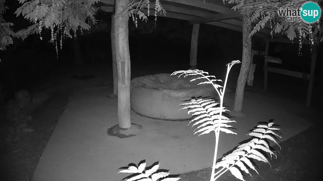 Live Webcam Zebras in Ljubljana ZOO – Slowenien