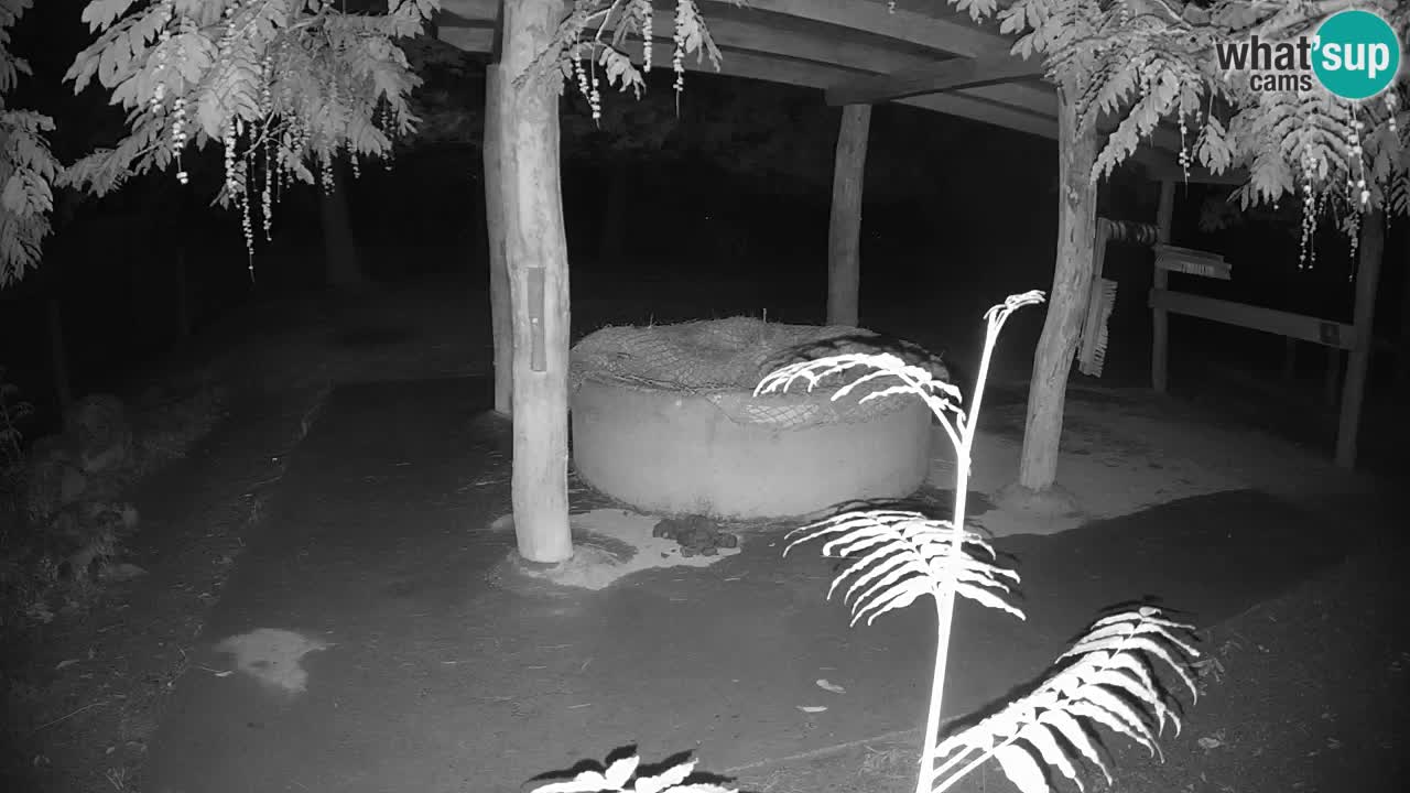 Zebre v živo v živalskem vrtu Ljubljana ZOO spletne kamere
