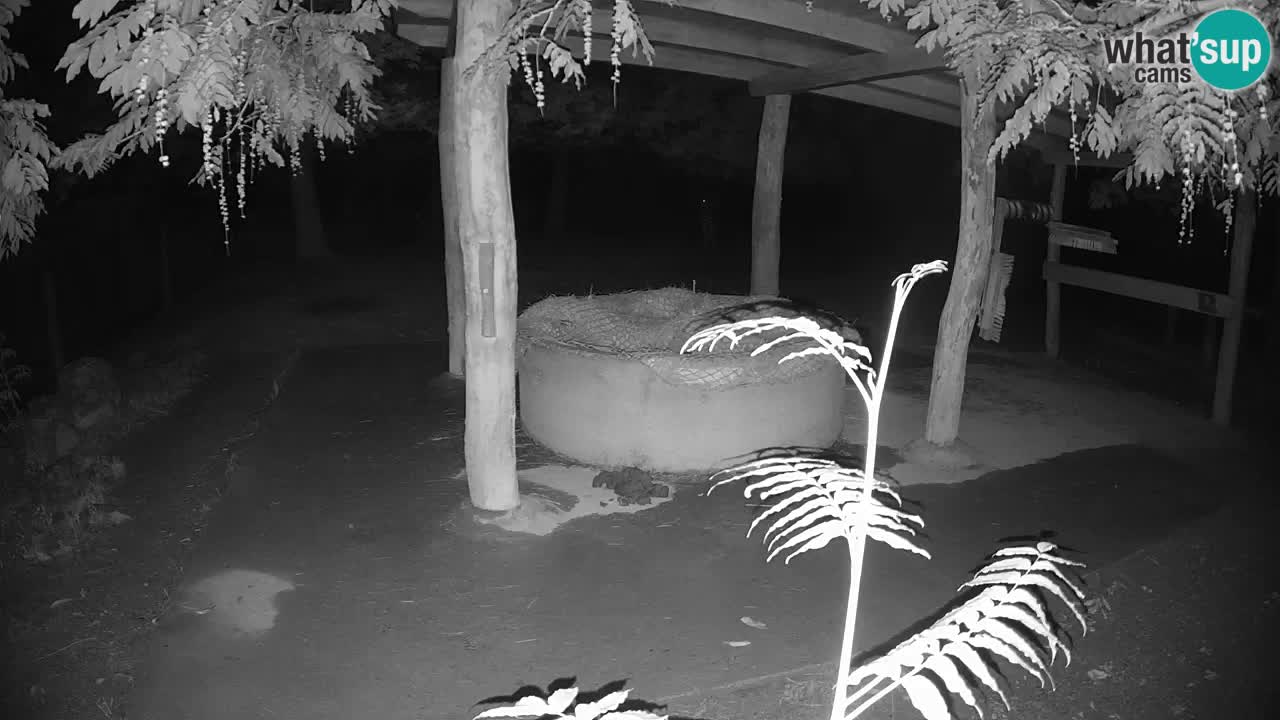 Web kamera uživo Zebras u ZOO Ljubljana – Slovenija