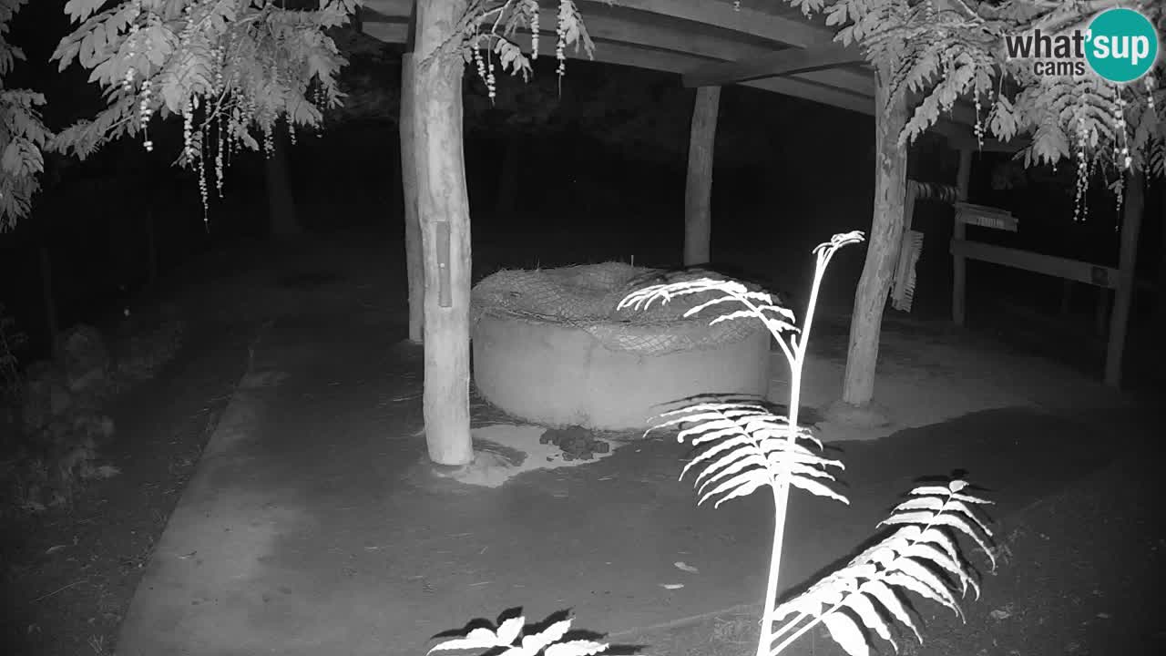 Live Webcam Zebras in Ljubljana ZOO – Slowenien