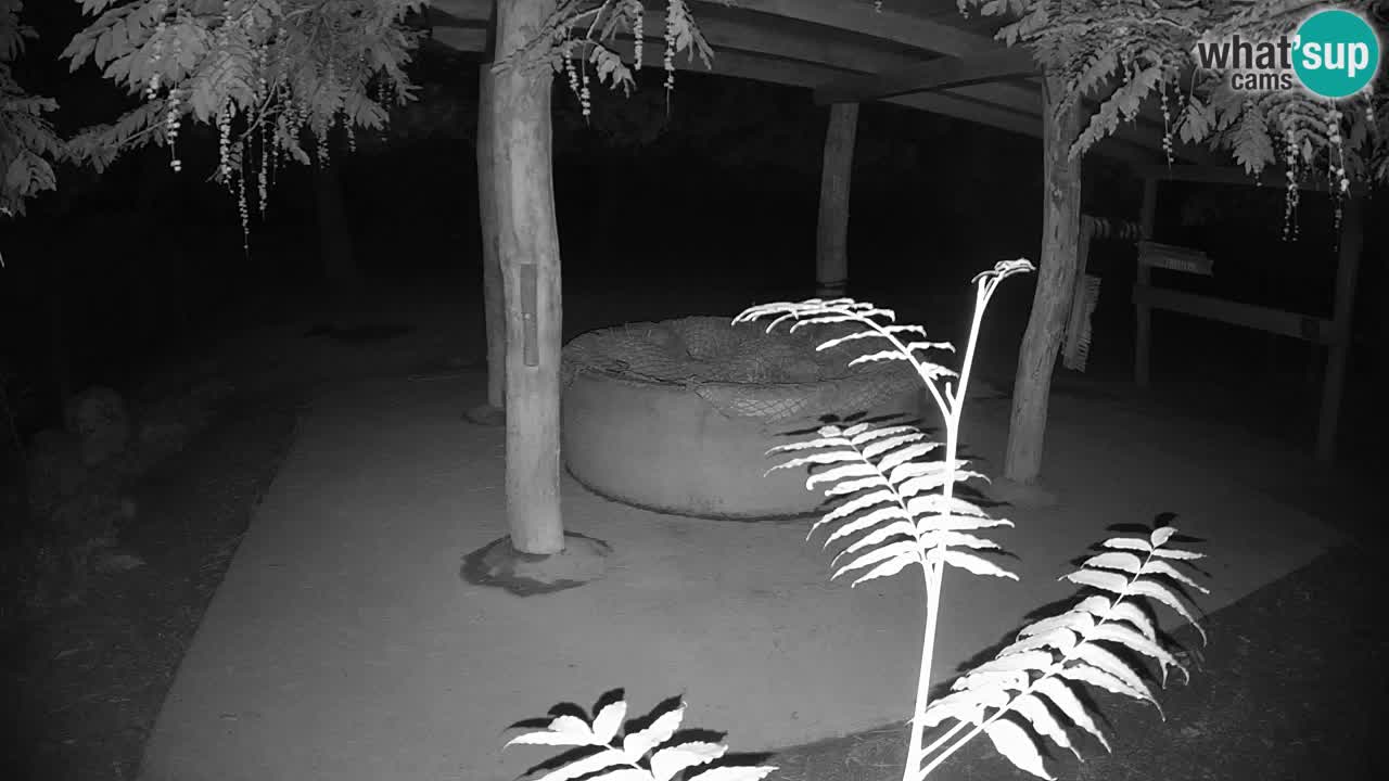 Live webcam Zebras in Ljubljana ZOO – Slovenia