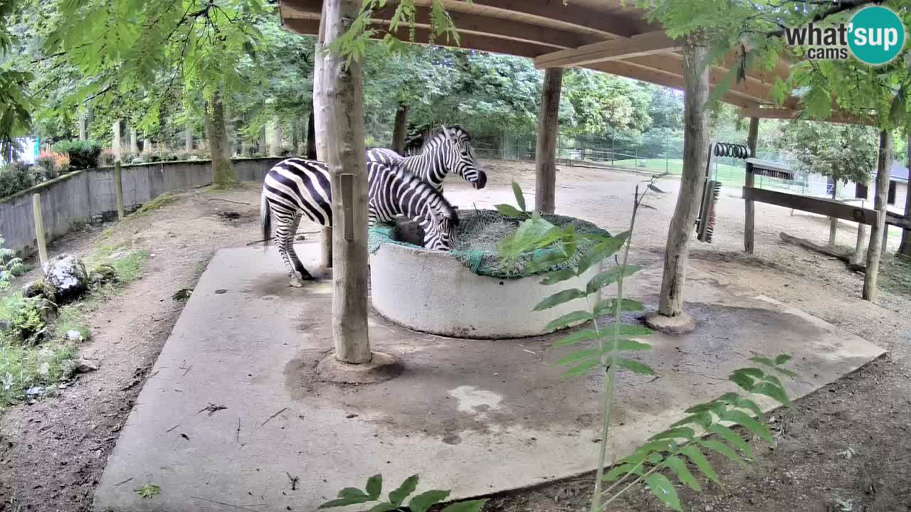 Live webcam Zebras in Ljubljana ZOO – Slovenia