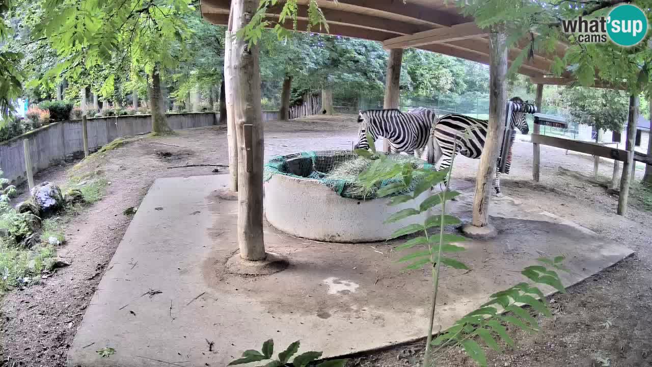 Le Zebre nello ZOO di Ljubljana – Slovenia Live webcam