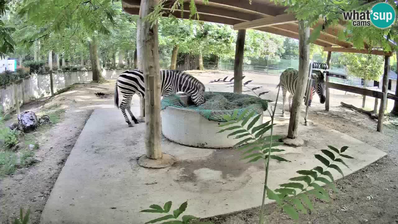 Live Webcam Zebras in Ljubljana ZOO – Slowenien