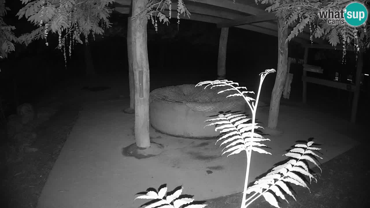 Camera en vivo Cebras in Ljubljana ZOO – Eslovenia