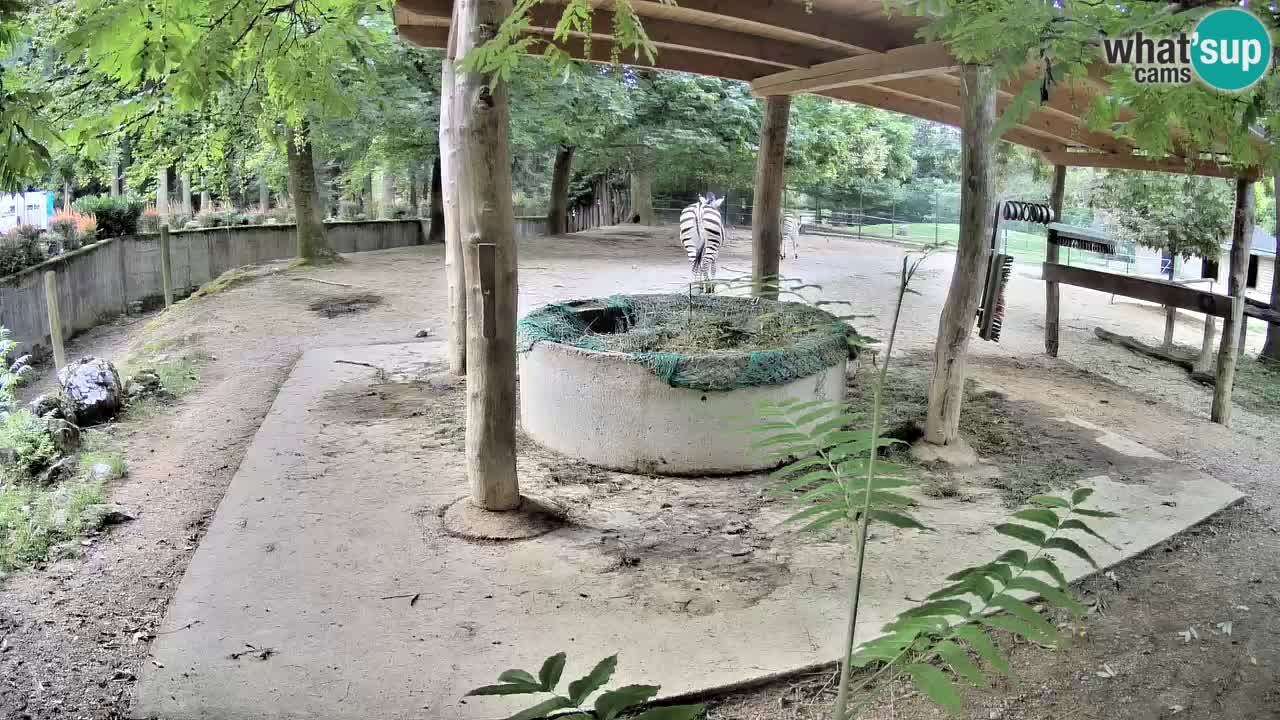 Zebre v živo v živalskem vrtu Ljubljana ZOO spletne kamere