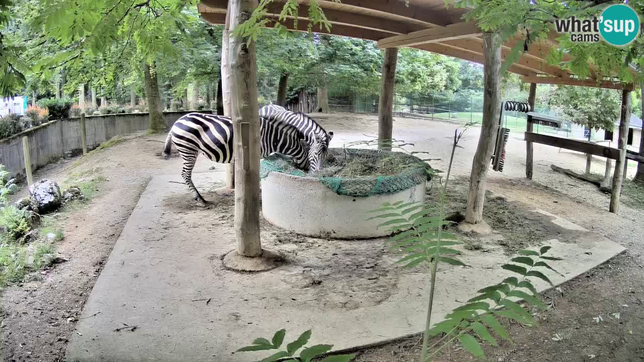 Live webcam Zebras in Ljubljana ZOO – Slovenia