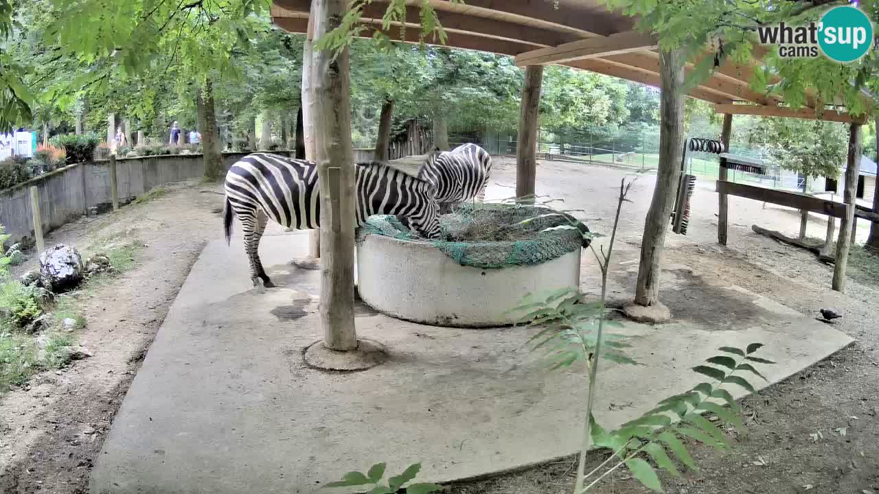 Live Webcam Zebras in Ljubljana ZOO – Slowenien