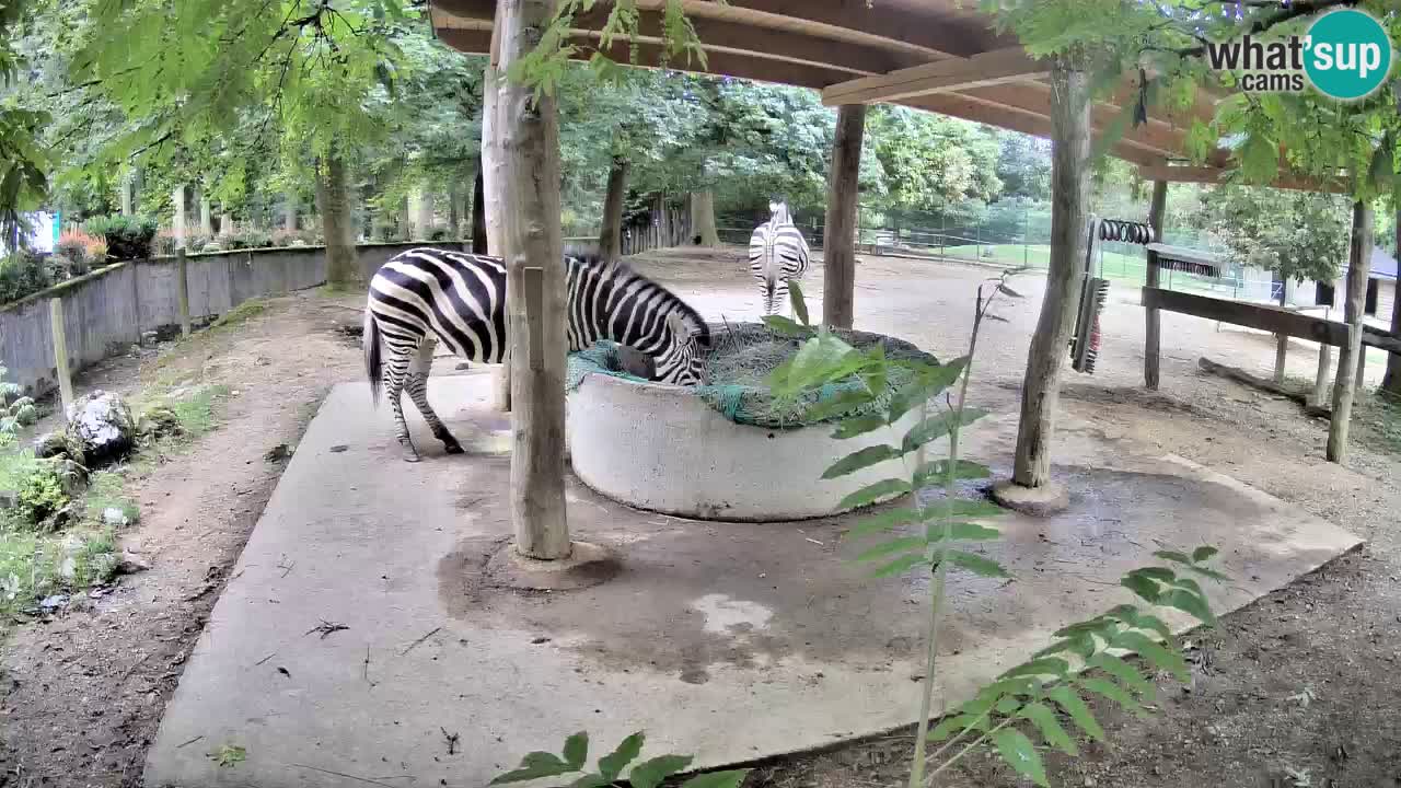 Live webcam Les zèbres in Ljubljana ZOO – Slovénie