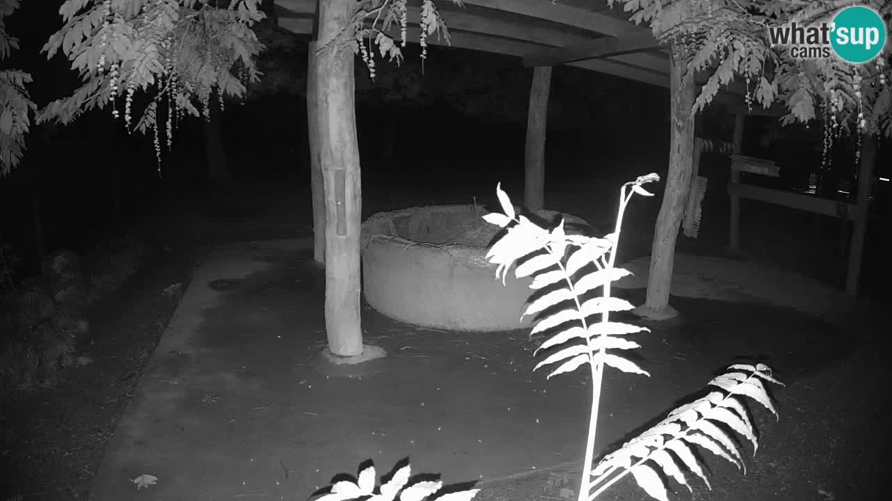 Live webcam Zebras in Ljubljana ZOO – Slovenia