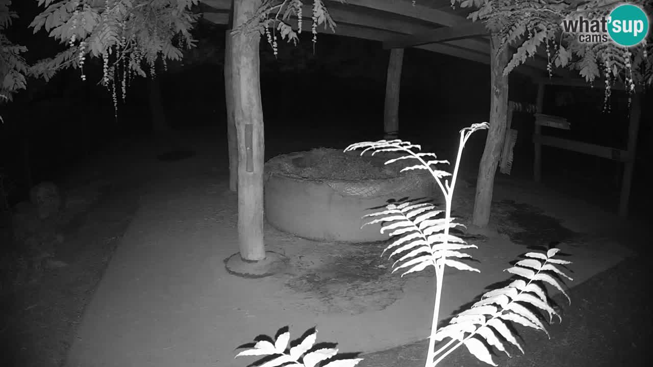 Live webcam Les zèbres in Ljubljana ZOO – Slovénie