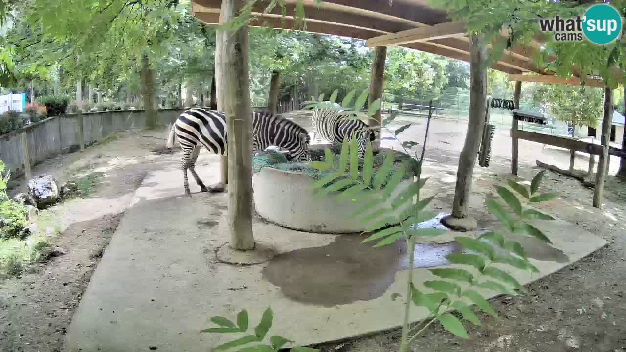 Zebre v živo v živalskem vrtu Ljubljana ZOO spletne kamere