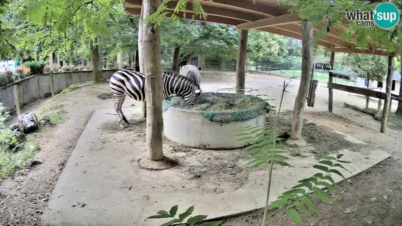 Le Zebre nello ZOO di Ljubljana – Slovenia Live webcam
