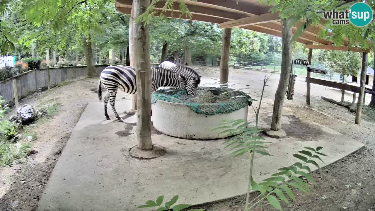 Web kamera uživo Zebras u ZOO Ljubljana – Slovenija
