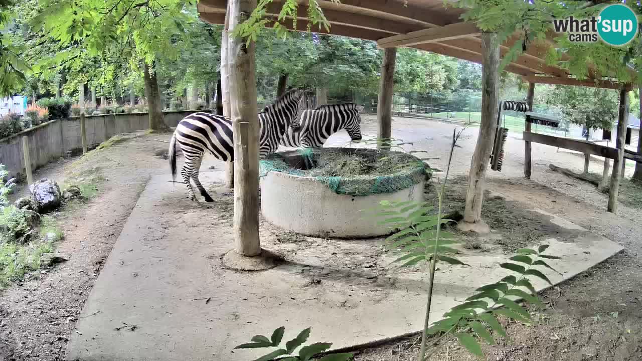 Le Zebre nello ZOO di Ljubljana – Slovenia Live webcam