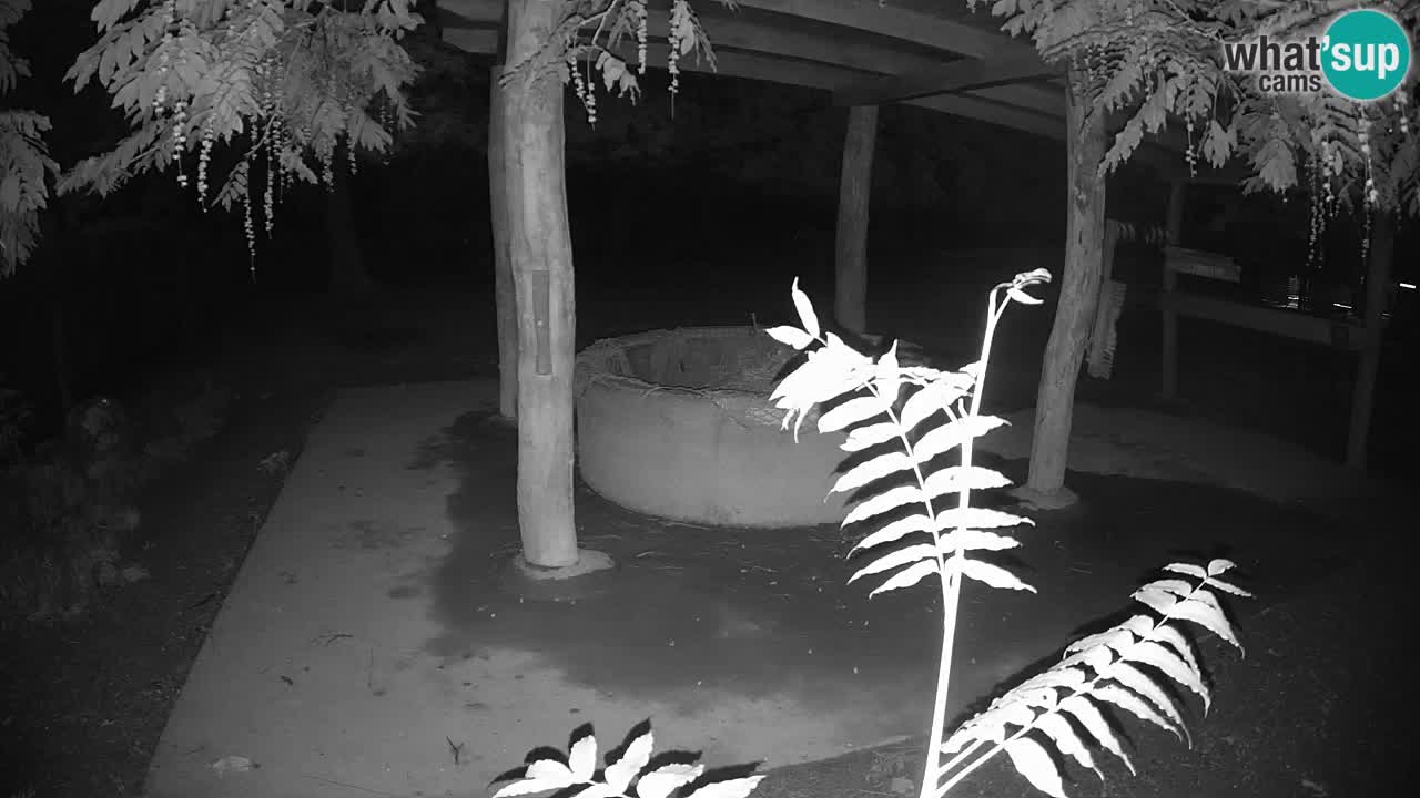 Live webcam Les zèbres in Ljubljana ZOO – Slovénie