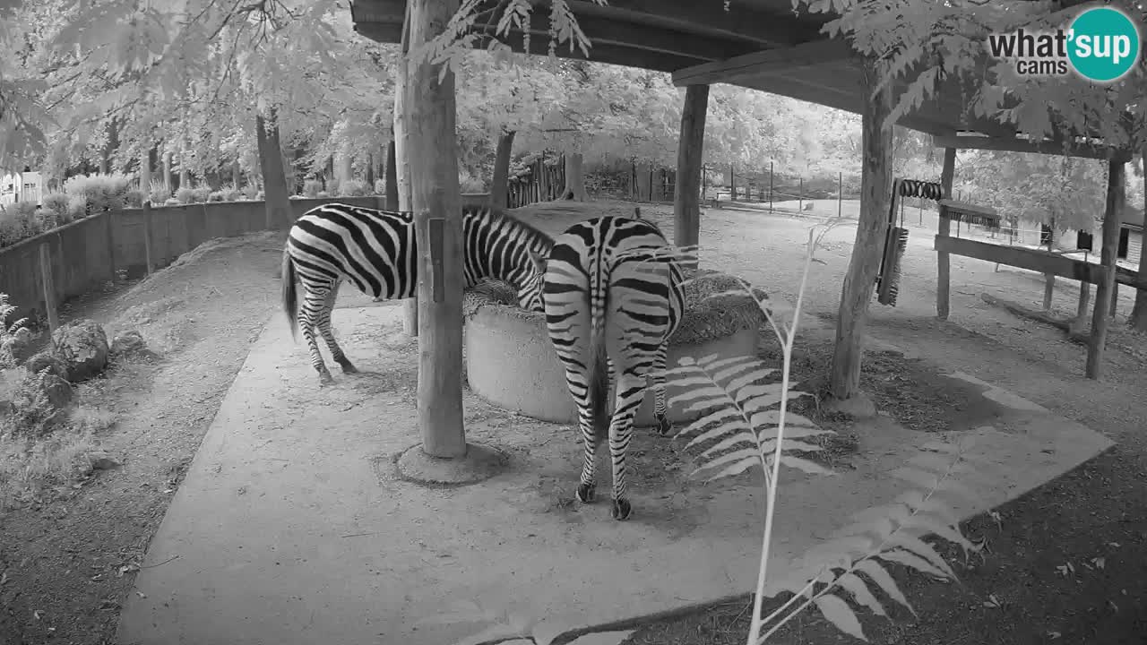 Live webcam Les zèbres in Ljubljana ZOO – Slovénie