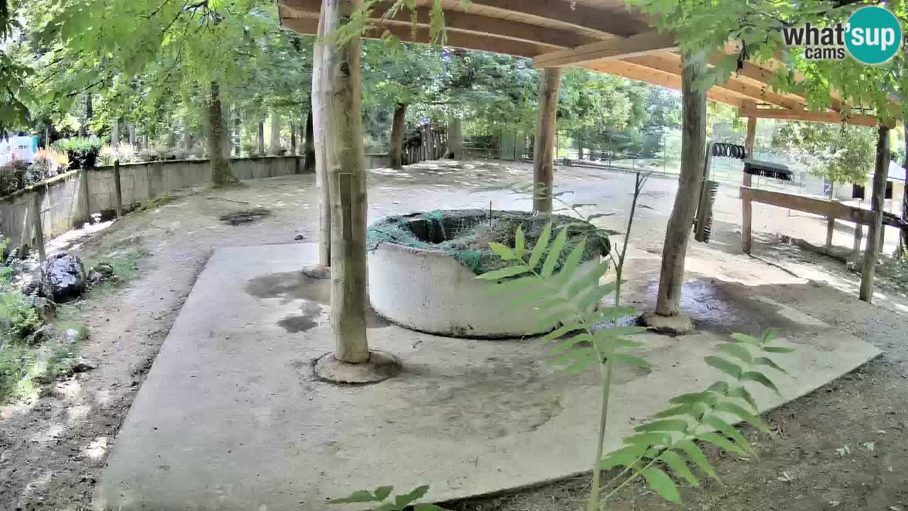 Le Zebre nello ZOO di Ljubljana – Slovenia Live webcam