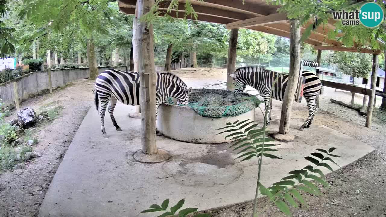 Live Webcam Zebras in Ljubljana ZOO – Slowenien