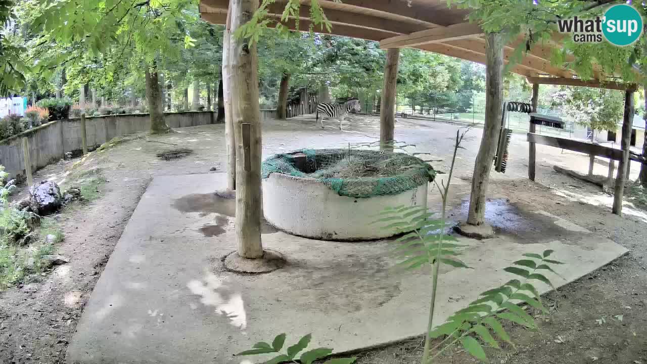 Live Webcam Zebras in Ljubljana ZOO – Slowenien