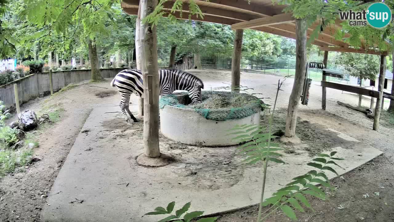 Live webcam Les zèbres in Ljubljana ZOO – Slovénie
