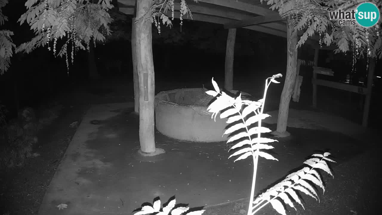 Live webcam Les zèbres in Ljubljana ZOO – Slovénie