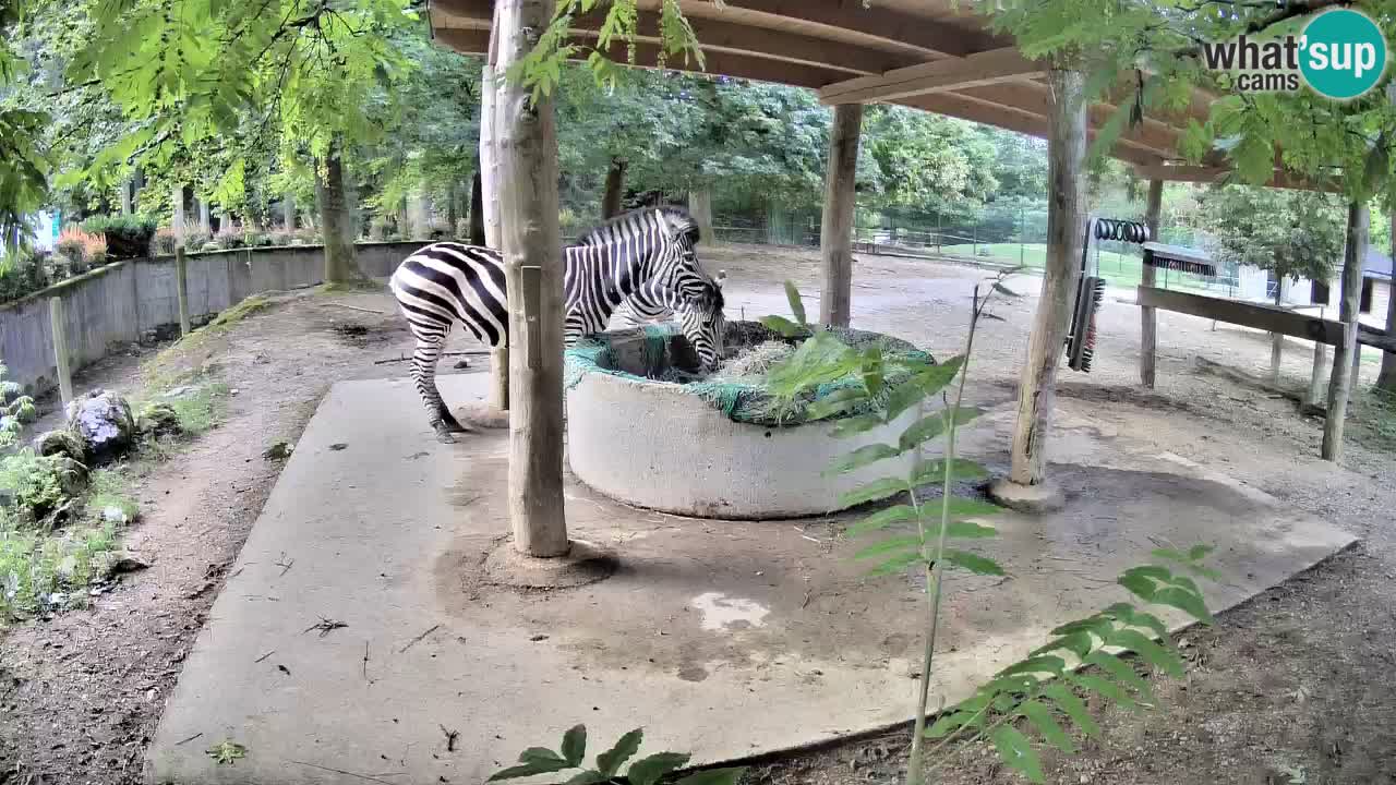 Le Zebre nello ZOO di Ljubljana – Slovenia Live webcam