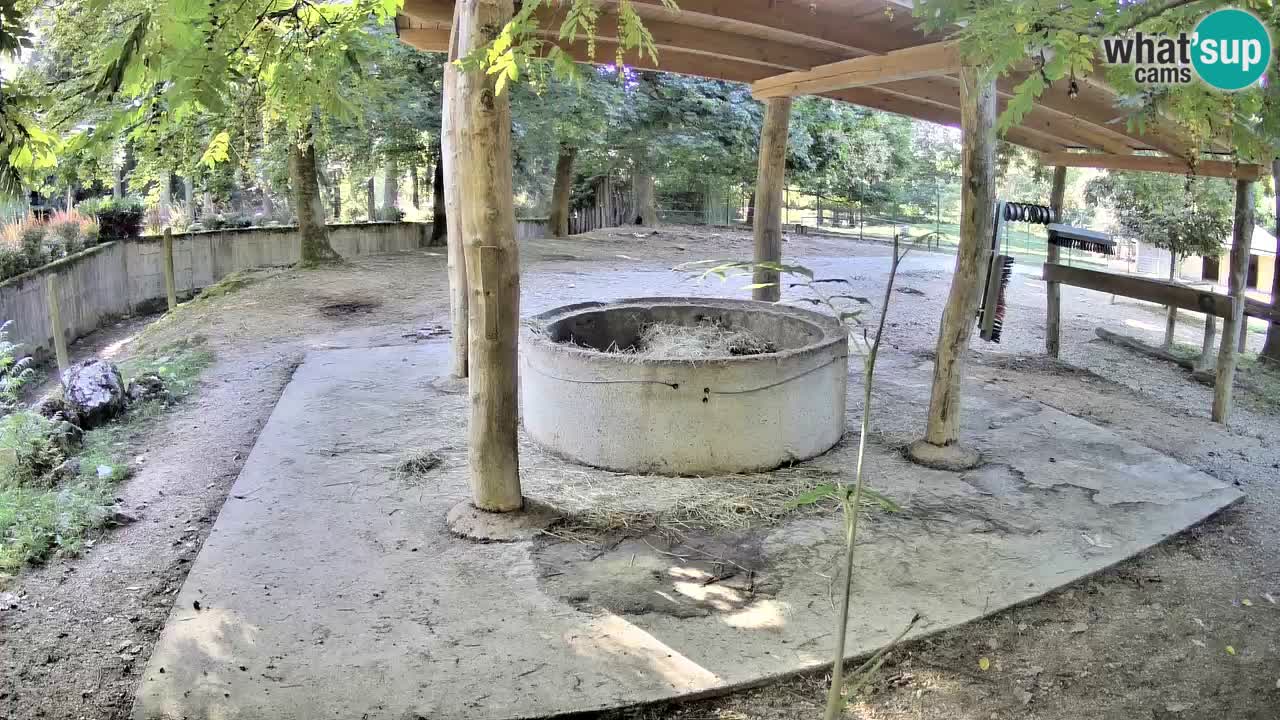 Live webcam Zebras in Ljubljana ZOO – Slovenia