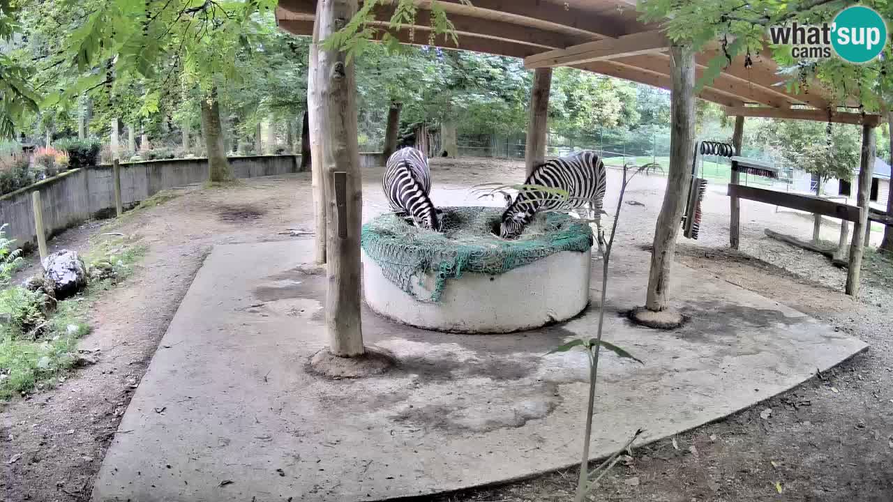 Live Webcam Zebras in Ljubljana ZOO – Slowenien