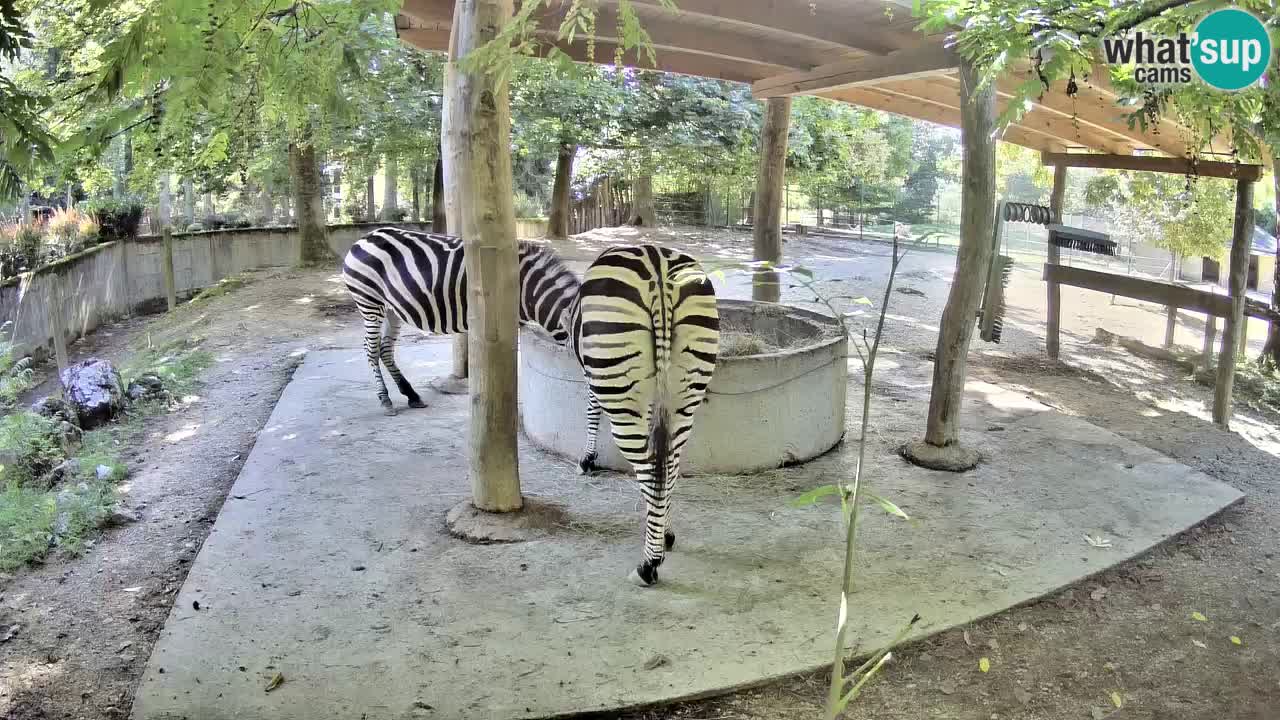Zebre v živo v živalskem vrtu Ljubljana ZOO spletne kamere