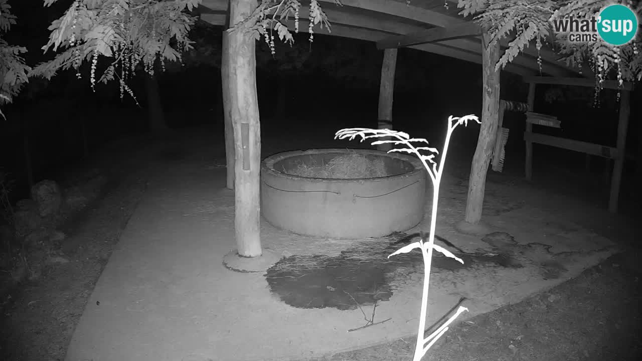 Live webcam Zebras in Ljubljana ZOO – Slovenia