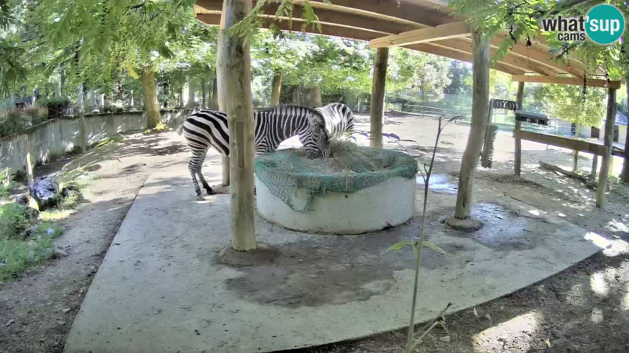 Camera en vivo Cebras in Ljubljana ZOO – Eslovenia