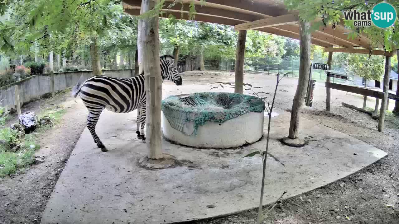 Live webcam Zebras in Ljubljana ZOO – Slovenia
